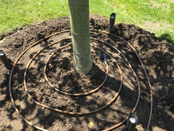 Drip line coiled at a newly planted tree