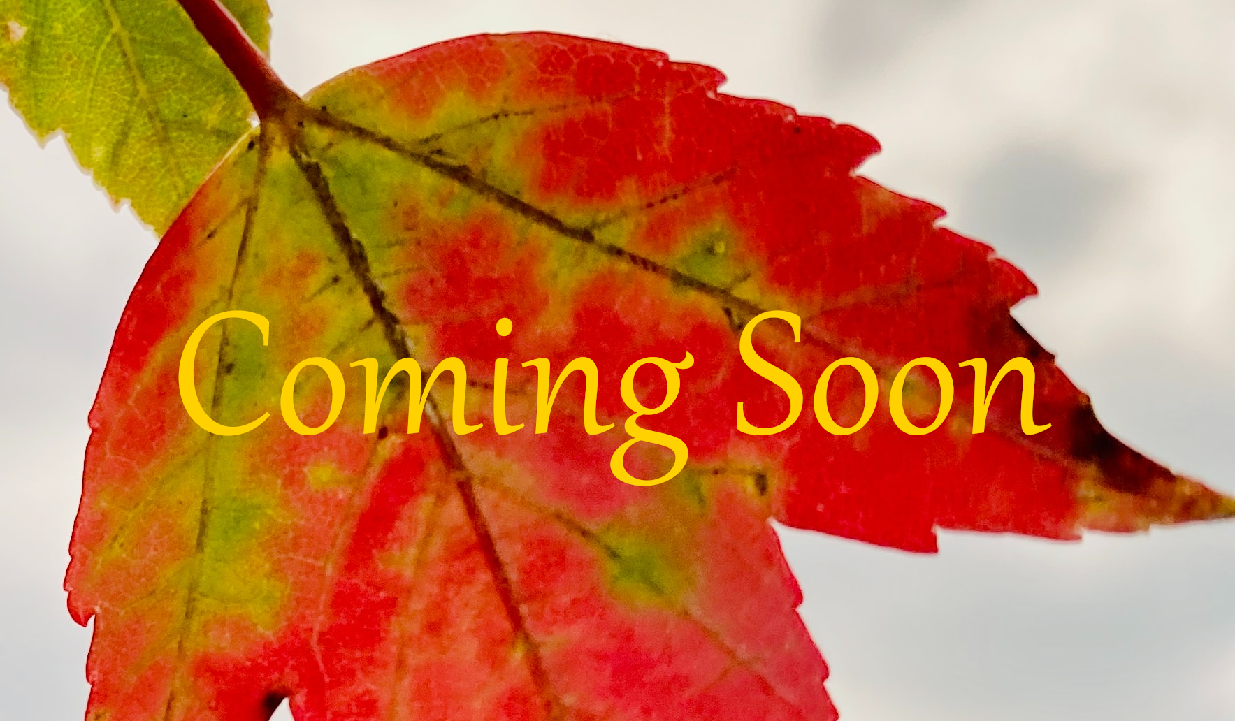 Coming Soon