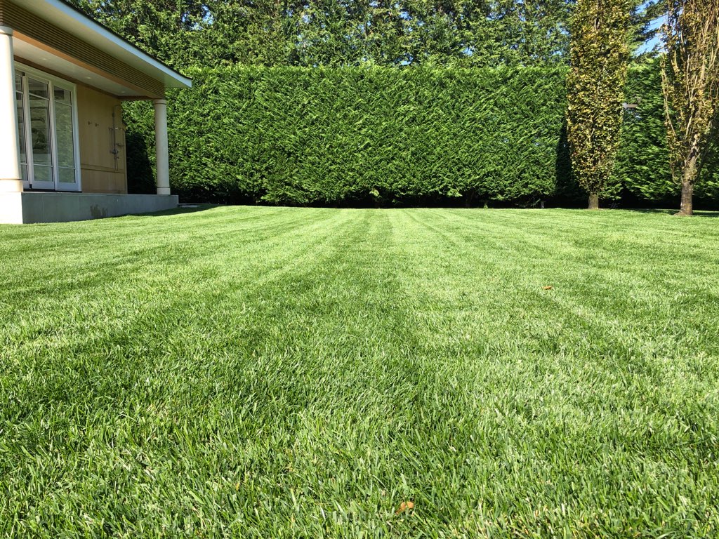 A healthy, well-maintained lawn